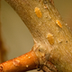 Image for article titled Cities of the Future Will Be Swarming With These Insects